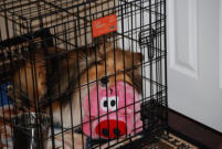 This is one of my favorite photos of Bailey.  He LOVED his PIGGY, and when he was sick, he especially liked to have it.