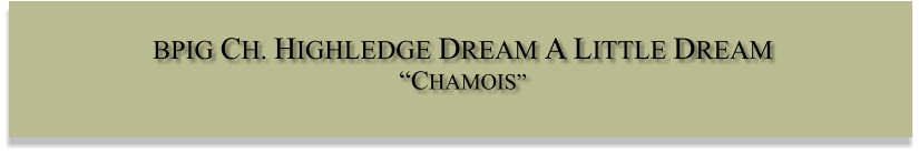 BPIG CH. HIGHLEDGE DREAM A LITTLE DREAM CHAMOIS