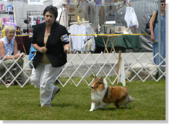 Hillary is pictured at the Hamilton Kennel Club show June 26, 2008.