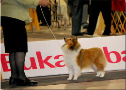 Izzie at her first show (Ontario Breeders) at 10 months of age.  She came home with 4 Points. Shown by Shirley Perry! 