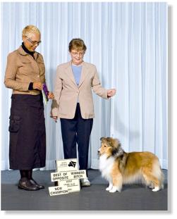 Stephanie is pictured above at  17 months old  (D.O.B. November 27, 2006).  She is pictured finishing at the Kent Kennel Club Show.