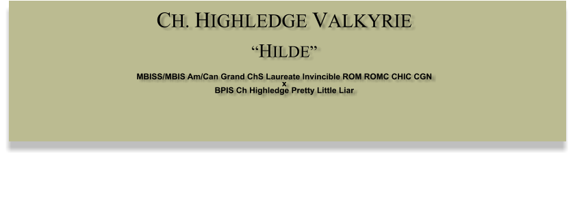 CH. HIGHLEDGE VALKYRIE  HILDE  MBISS/MBIS Am/Can Grand ChS Laureate Invincible ROM ROMC CHIC CGN  x   BPIS Ch Highledge Pretty Little Liar